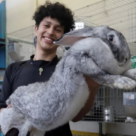 Conoce a los conejos más grandes del mundo; fueron criados por un mexicano