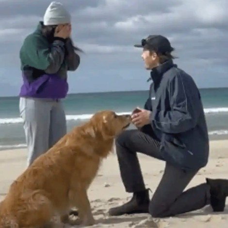 Reacción de perrito se hace viral al ver cómo sus dueños se comprometen