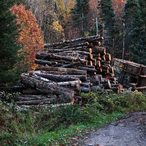 Noruega se convierte en el primer país en prohibir la deforestación
