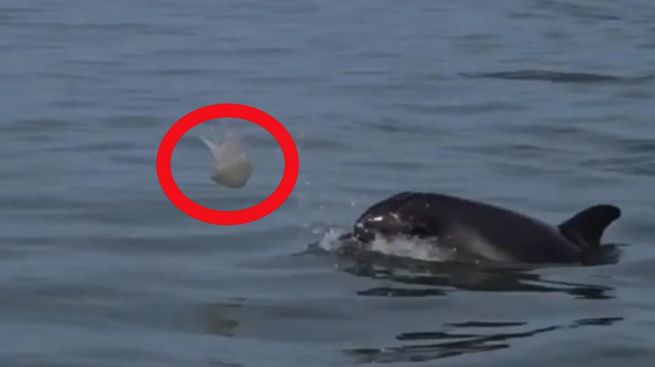 Delfín sorprende a turistas al jugar futbol con una medusa
