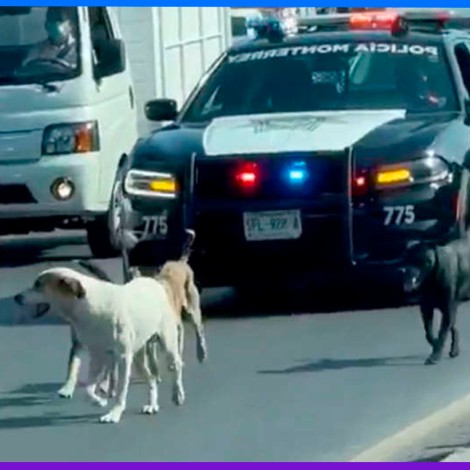 Policías detienen el tráfico para escoltar a unos perritos en Monterrey