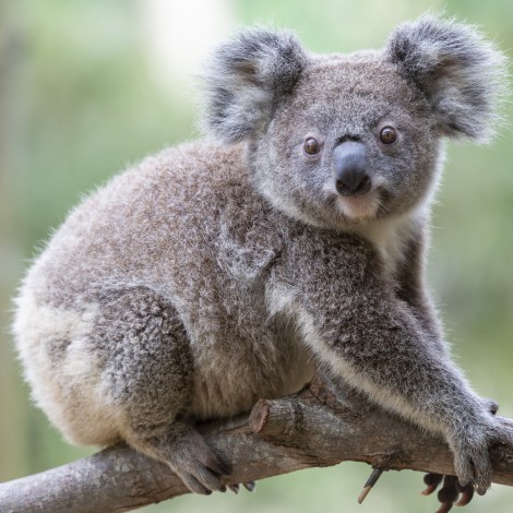 Por grave descenso en la población del koala, expertos lo declaran funcionalmente extinto