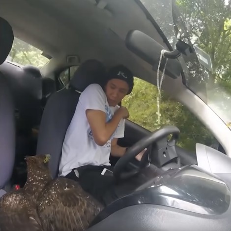 Águila salvaje entra en su coche, reacción se hace viral