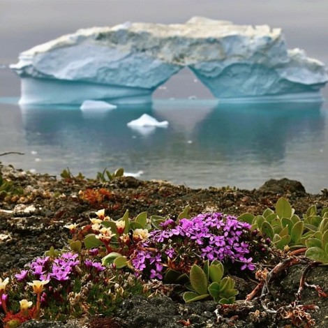 La Antártida preocupa a expertos porque se está llenando de flores