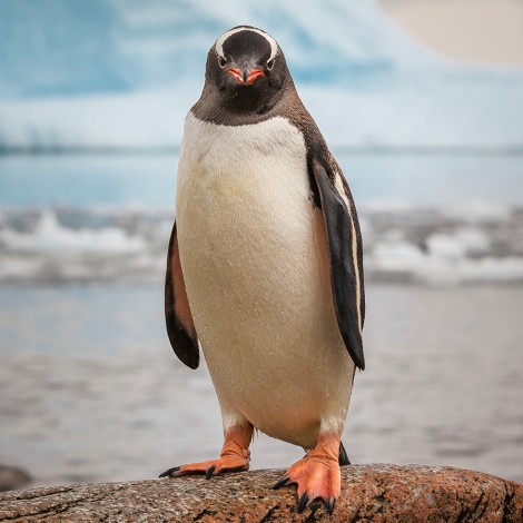 ¿Te postularías?: ofrecen más de 2 mil dólares al mes por contar pingüinos en la Antártida