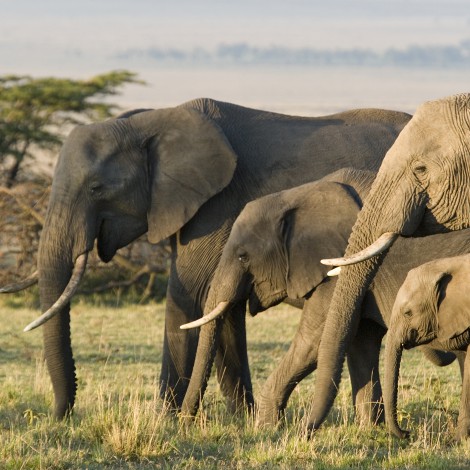 La caza furtiva sería la responsable de que algunos elefantes nazcan sin colmillos