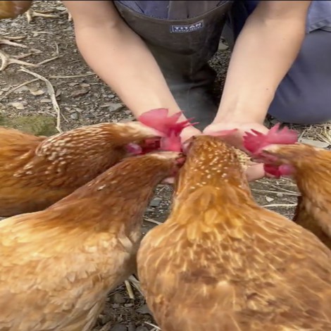 Niño campesino responde a vegana que lo criticó por criar gallinas