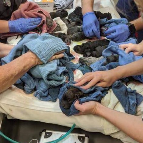 En Australia, una perrita rompe récord al dar a luz a 21 cachorros