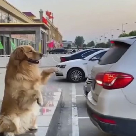 Con ladrido, perro le avisa a su dueño cómo estacionarse