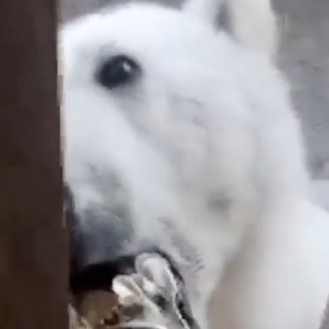 Oso polar le pide ayuda a una persona para sacarse una lata que tenía incrustada