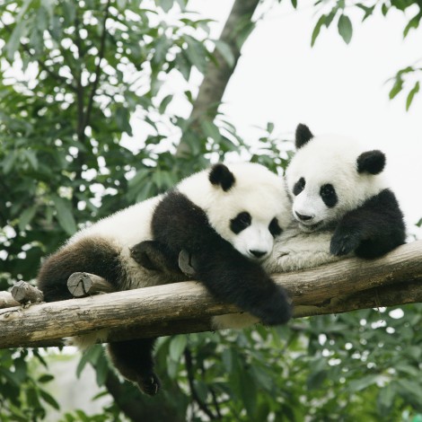 ¡Es oficial! China se convierte en dueña de todos los pandas del mundo