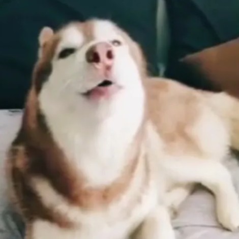 Perrito husky se hace viral por imitar el sonido de la Alerta Sísmica | VIDEO