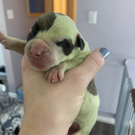 "Fiona", la perrita que nació de color verde en Estados Unidos | FOTOS