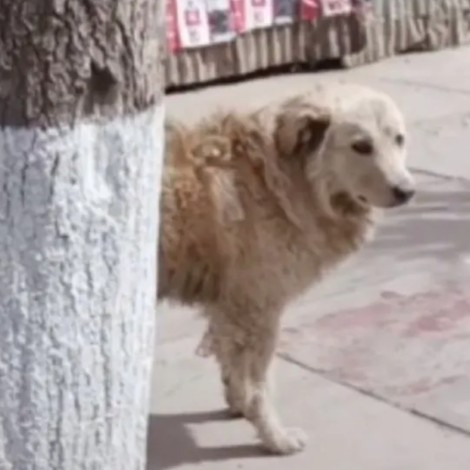 Perrito sin hogar le da sentimiento cuando ve a otros lomitos con dueño
