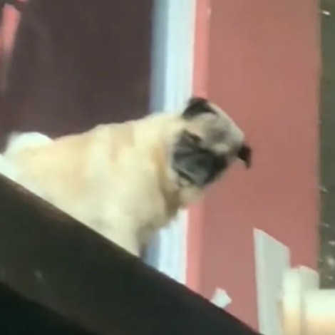 Vladimir, el perrito pug que "perrea" y se ha hecho viral
