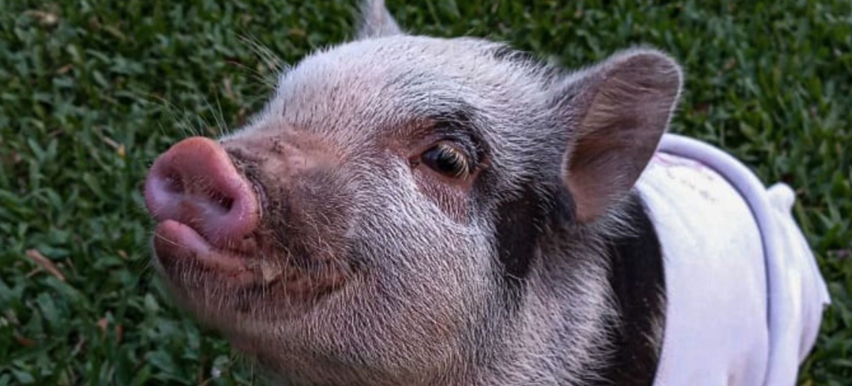 Mini pig roma Pareja da en adopción a su cerdita y los nuevos dueños