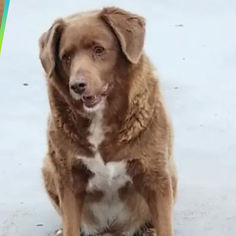 Bobi, el perrito más viejo del mundo; rompe récord con más de 30 años
