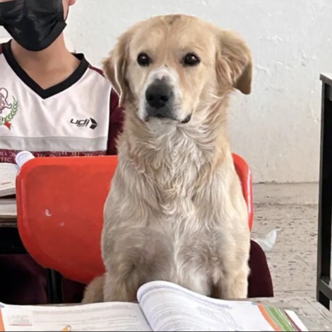 Maestra deja que perrito "Nacho" se quede a tomar clases con su dueño y se hace viral