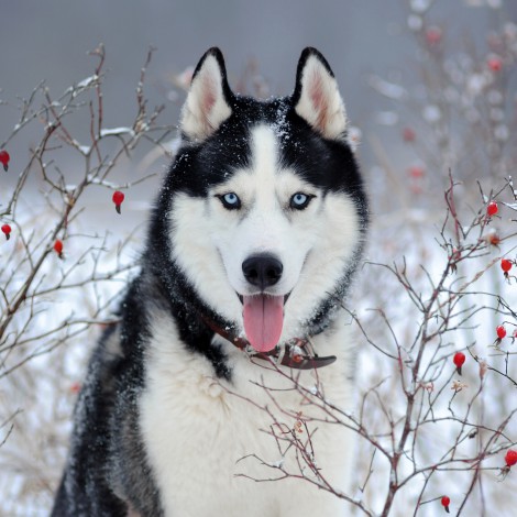 Hacen pasar a perro husky por un lobo en zoológico