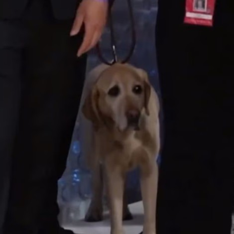 Jared Leto asustó a perrito con su atuendo de gato en la Met Gala 2023 | VIDEO