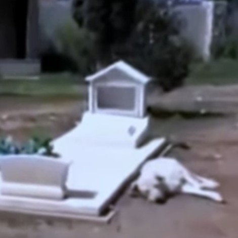 Perrito se rehusa a abandonar la tumba de su dueño en Coahuila