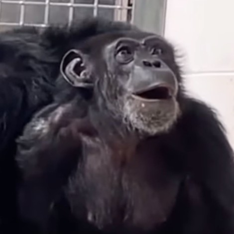 Esta fue la reacción de la chimpancé “Vainilla” al ver el cielo por primera vez