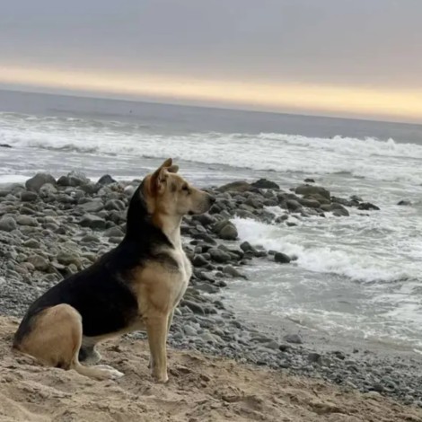 Conoce a “Vaguito”, el perro que espera frente al mar a que su dueño fallecido regrese