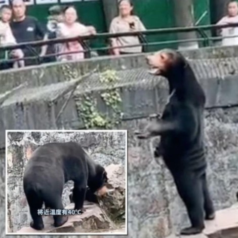 Zoológico chino asegura que su oso no es un humano disfrazado
