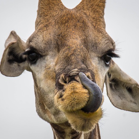 Esta jirafa es única en el mundo porque no tiene manchas; así luce